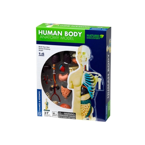 Детски комплект Анатомичен модел на Човешкото тяло | PAT43801