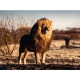 Детски красив пъзел 1500 елемента Лъв царят на животните  - 2