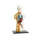 Детски комплект Анатомичен модел на Човешкото тяло  - 3