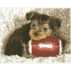 Детски диамантен гоблен Footy Pup 18207 диаманта  - 3