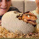 Детска играчка Интерактивен T Rex в Яйц Primal Hatch   - 4