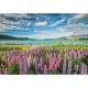 Пъзел High Quality Collection Lupins at Lake Tekapo 1500ч.   - 2
