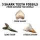 Детски комплект Открий си сам Фосил от Акула National Geographic  - 5