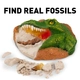 Детски сет Открий си сам Фосил от Динозавър National Geographic  - 7