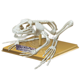 Скелет на жаба Eastcolight