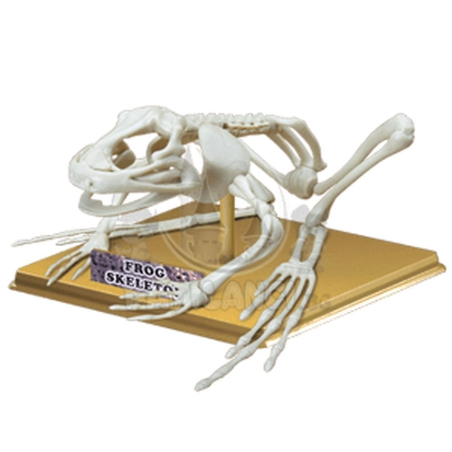 Скелет на жаба Eastcolight | P1309