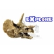 Комплект разкопки динозавър SES Creative Explore  - 2