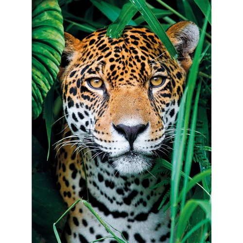 Пъзел Jaguar in the Jungle 500 части | P1439424