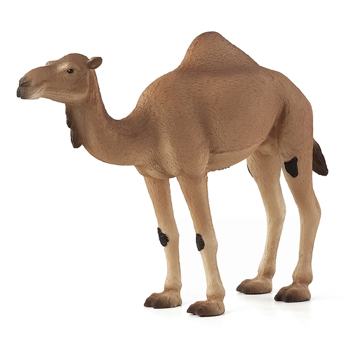Едногърба камила | P1440188