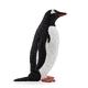 Субантарктически пингвин 