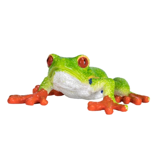 Червеноока дървесна жаба | P1440282