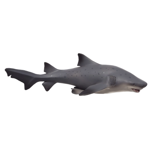 Пясъчна тигрова акула | P1440288