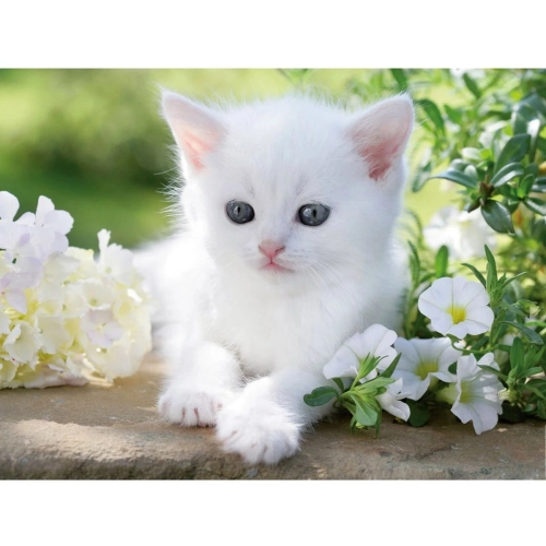 Детски пъзел Бяло котенце 1500 елемента | PAT7272