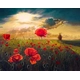Детски комплект Рисуване по номера Огнени макове 40х50см  - 1