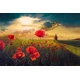 Детски комплект Рисуване по номера Огнени макове 40х60см  - 1